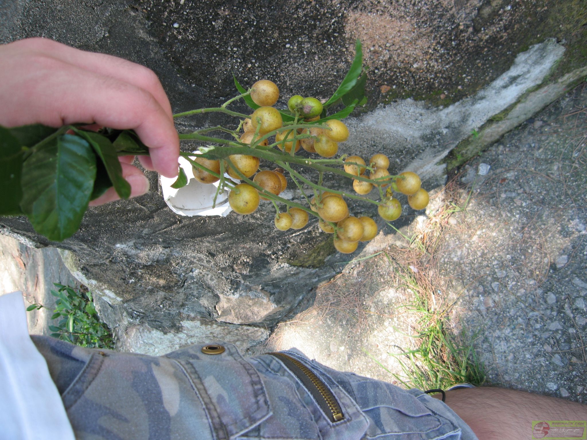 dvubb 图片点击可在新窗口打开查看